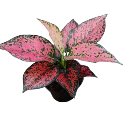 Aglaonema - Image 2