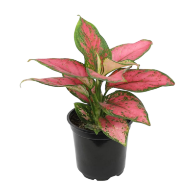 Aglaonema - Image 3