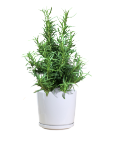 Rosemary Plant - Thai Garden Design