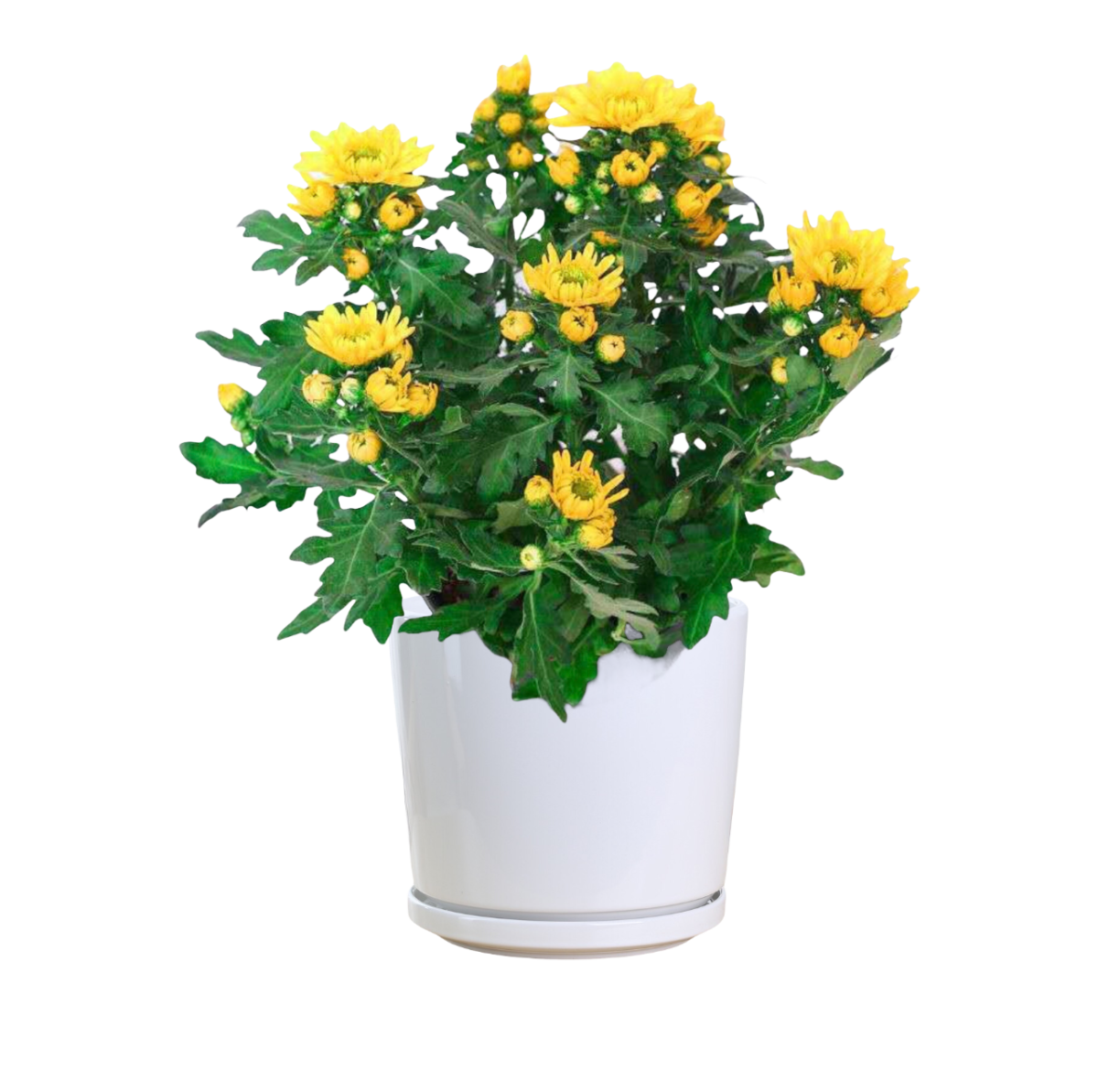 chrysanthemum-indicum-yellow-thai-garden-design