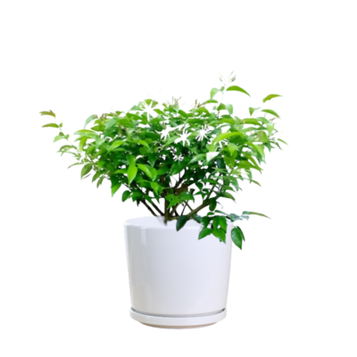 Star Jasmine