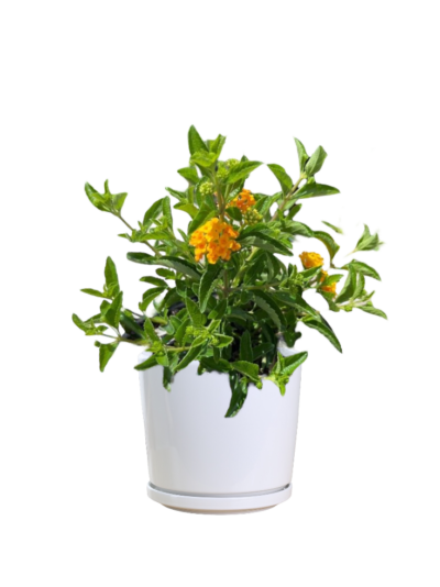 Lantana Camara ( Orange) - Image 2