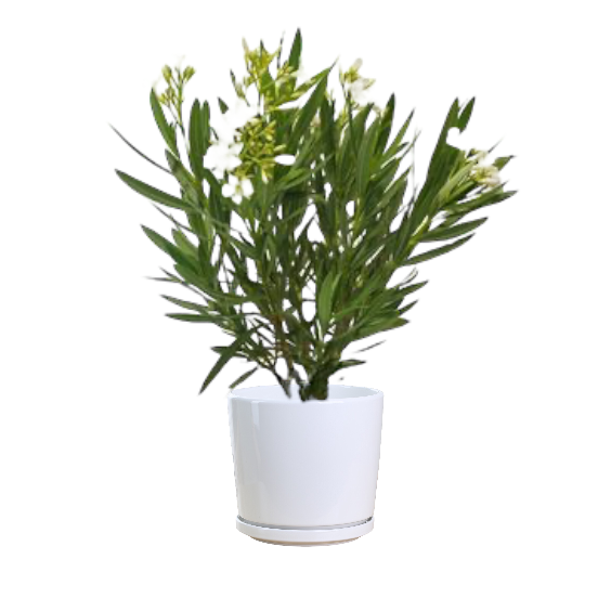 Nerium Oleander (White) - Thai Garden Design