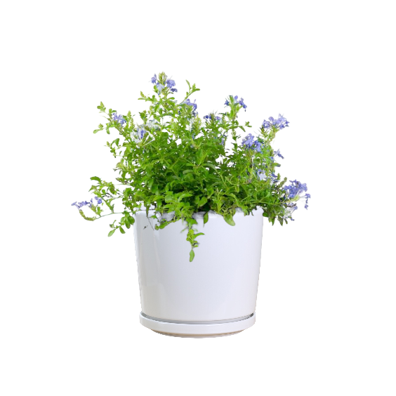 Plumbago Auriculata (Cape Plumbago) - Thai Garden Design