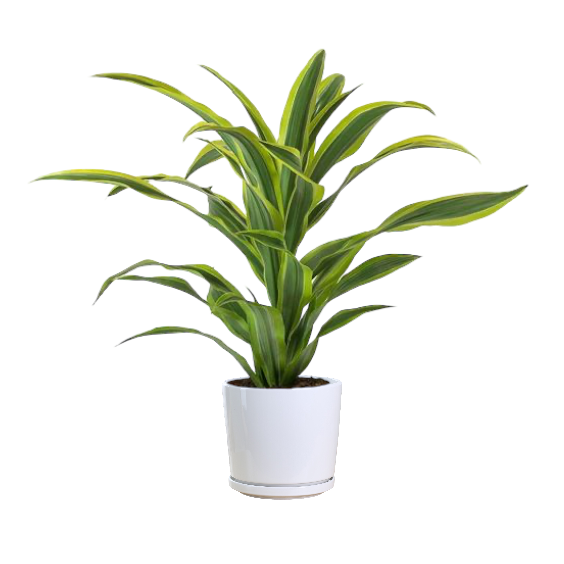 Dracaena Fragrans - Thai Garden Design