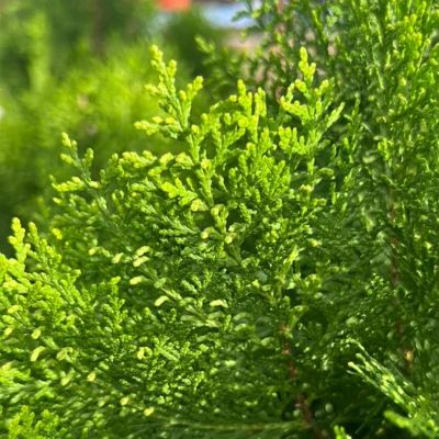 Monrovia Emerald Arborvitae - Image 2