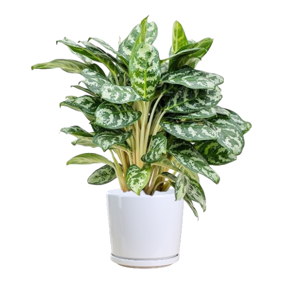 Aglaonema White - Thai Garden Design