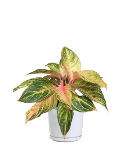 Aglaonema Spring Red