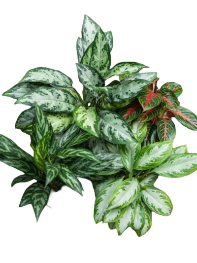 Aglaonema Spring Red - Image 2